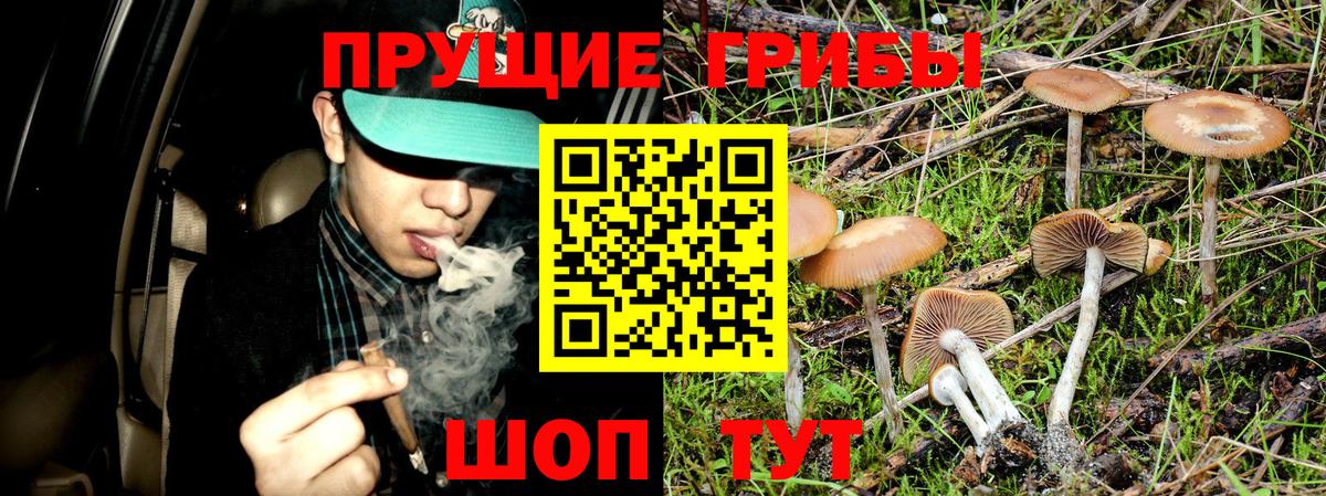 Галлюциногенные грибы GOLDEN TEACHER  Вход с VPN  Бийск  Галлюциногенные грибы MAGIC MUSHROOMS 
